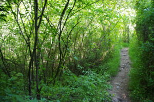 bosc, salut, teràpia forestal